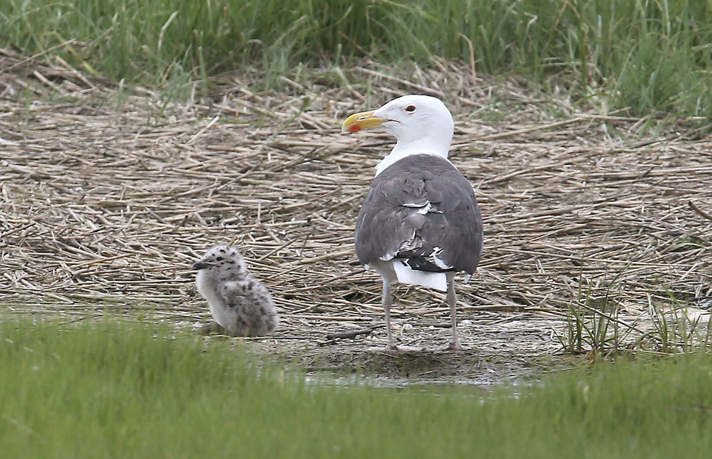 Cormorants Nesting